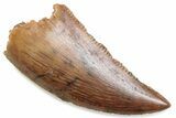 Serrated Raptor Tooth - Real Dinosaur Tooth #376432-1
